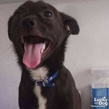 Chihuahua Dogs Available for Adoption in Washington, District Of Columbia - Monchi | PetCurious