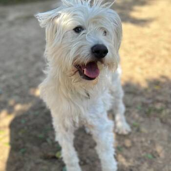 Terrier and Mixed Breed Dogs Available for Adoption in Riverside, California - String Cheese | PetCurious