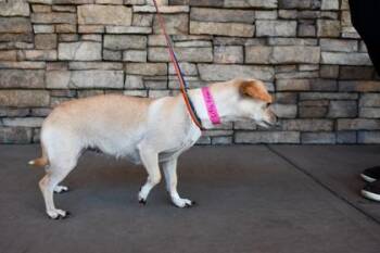 Little Rosie -  Chihuahua and Dachshund Dog for Adoption in Yakima, Washington - Little Rosie | PetCurious