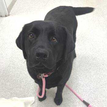 Thelma -  Black Labrador Retriever Dog for Adoption - Thelma | PetCurious