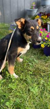 Corgi Dogs Available for Adoption in Lincoln University, Pennsylvania - Poppy | PetCurious