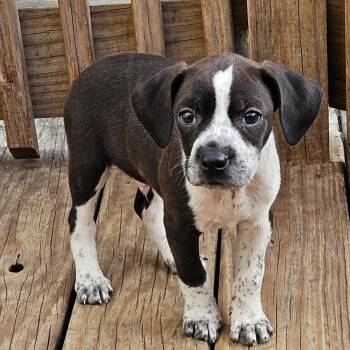 Boston Terrier and Australian Cattle Dog Blue Heeler Dogs Available for Adoption - Colby | PetCurious