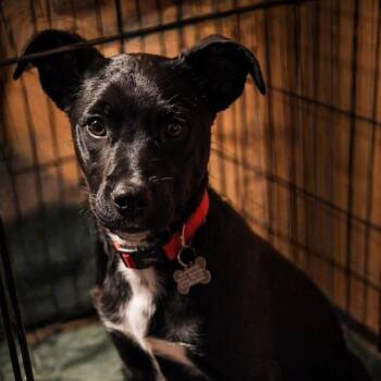 Border Collie and Pit Bull Terrier Dogs Available for Adoption in Pinedale, Wyoming - Birdie | PetCurious
