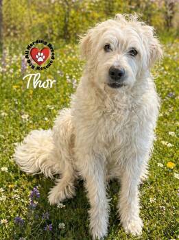 Great Pyrenees Dogs Available for Adoption in Joliet, Illinois - Thor | PetCurious