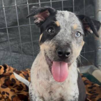 Rowdy -  Pit Bull Terrier and Cattle Dog Dog for Adoption in West Islip, New York - Rowdy | PetCurious