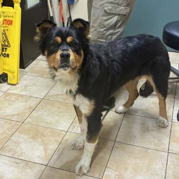 Baby Girl -  Rottweiler and Pit Bull Terrier Dog for Adoption in Troutdale, Oregon - Baby Girl | PetCurious
