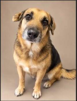 Caroline -  German Shepherd Dog and Labrador Retriever Dog for Adoption in Woodbine, Georgia - Caroline | PetCurious
