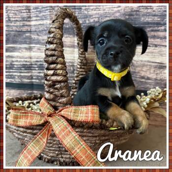 Rescue Dachshund and Miniature Pinscher Dogs for Adoption in San Diego, California - Aranea | PetCurious