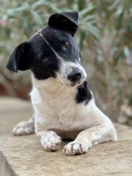 Sabrina -  Canaan Dog and Terrier Dog for Adoption in New York, New York - Sabrina | PetCurious