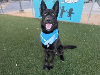NAVY -  German Shepherd Dog and Mixed Breed Dog for Adoption in Antioch, California - NAVY | PetCurious