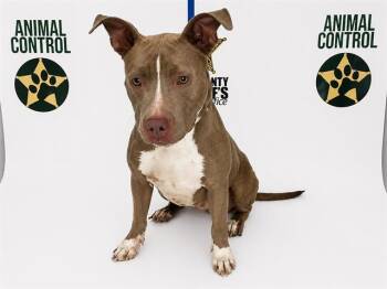 American Bulldog and Mixed Breed Dogs Available for Adoption in Winter Haven, Florida - A1266415 | PetCurious