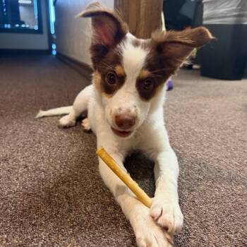 Aspen C-34191 -  Chihuahua and Mixed Breed Dog for Adoption in Oklahoma City, Oklahoma - Aspen C-34191 | PetCurious