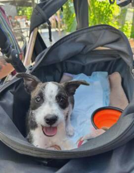 Jello -  Terrier Dog for Adoption in Boise, Idaho - Jello | PetCurious