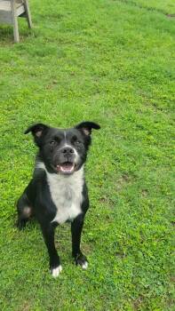 Roman -  Mixed Breed Dog Available for Adoption in Metter, Georgia - Roman | PetCurious