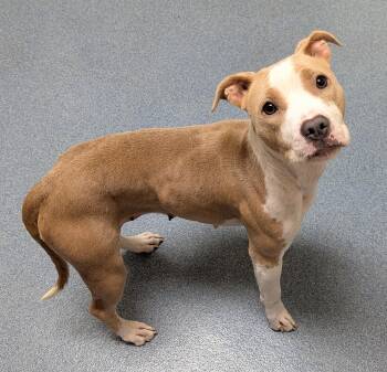 Talula -  Pit Bull Terrier Dog for Adoption in Suffolk, Virginia - Talula | PetCurious