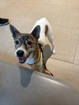 Jindo and Terrier Dogs Available for Adoption - POCKY | PetCurious