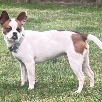 Eddie -  Rat Terrier Dog for Adoption in Coldwater, Michigan - Eddie | PetCurious
