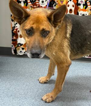 Douglas -  German Shepherd Dog Dog Available for Adoption in Sapulpa, Oklahoma - Douglas | PetCurious