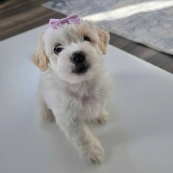 Churro -  Shih Poo and Poodle Dog for Adoption in Phoenix, Arizona - Churro | PetCurious