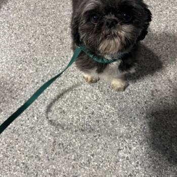 Emma -  Shih Tzu Dog for Adoption in Antwerp, Ohio - Emma | PetCurious