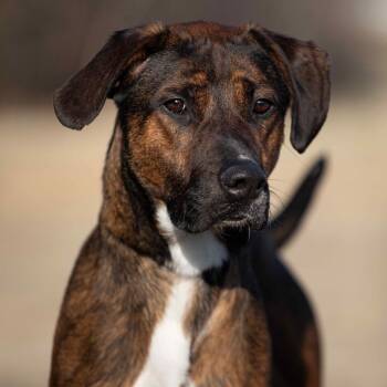 Rescue Mixed Breed Dogs for Adoption in Henderson, Kentucky - Chester | PetCurious