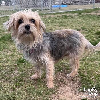 Yorkshire Terrier Dogs Available for Adoption - Lexi | PetCurious