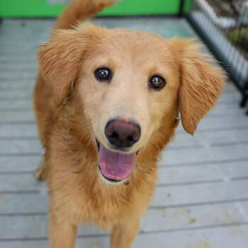 Retriever and Mixed Breed Dogs Available for Adoption in Bradenton, Florida - Lumi | PetCurious