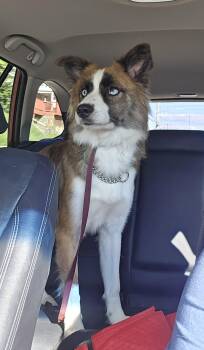 Peppermint -  Australian Shepherd Dog for Adoption in Newport, Kentucky - Peppermint | PetCurious