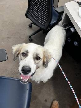 BETSY -  Mixed Breed Dog for Adoption in Dallas, Texas - BETSY | PetCurious