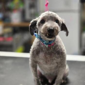 Linus -  Poodle Dog for Adoption in Martinsburg, West Virginia - Linus | PetCurious