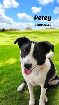 Border Collie Dogs Available for Adoption in Seymour, Indiana - Petey | PetCurious