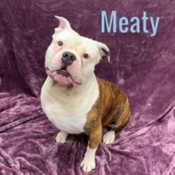 Meaty -  American Bully Dog for Adoption in Pleasantville, New Jersey - Meaty | PetCurious