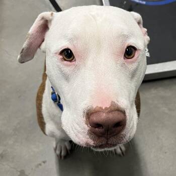 Terrier Dogs Available for Adoption in Tampa, Florida - Eagle | PetCurious