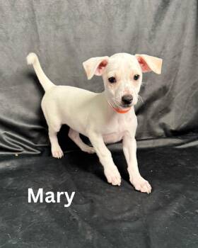 Rescue Miniature Pinscher and Chihuahua Dogs for Adoption in Fredericksburg, Virginia - Mary | PetCurious