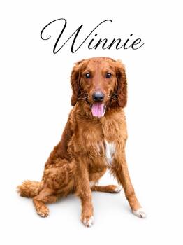 Winnie -  Golden Retriever and Goldendoodle Dog for Adoption in Sylvania, Georgia - Winnie | PetCurious