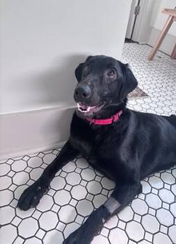 Labrador Retriever Dogs Available for Adoption - Autry | PetCurious