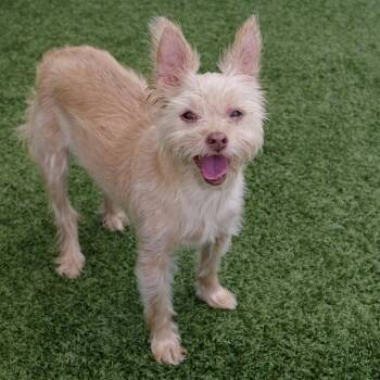 Nami -  Chihuahua and Mixed Breed Dog Available for Adoption in Miami, Florida - Nami | PetCurious