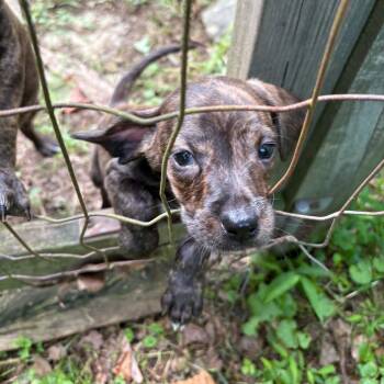 Piglet -  Mountain Cur and Hound Dog for Adoption in Mount Bethel, Pennsylvania - Piglet | PetCurious