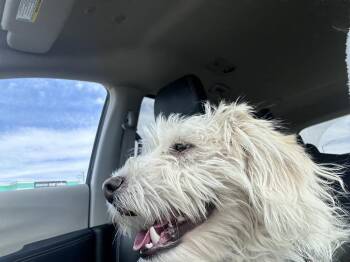 Terrier Dogs Available for Adoption - Valentino | PetCurious