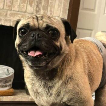 Rescue Pug Dogs for Adoption in Alvin, Texas - Oakley | PetCurious