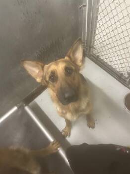 A432078 -  German Shepherd Dog Dog for Adoption in Conroe, Texas - A432078 | PetCurious