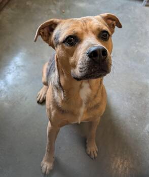 Handsome Dan -  Catahoula Leopard Dog and Shepherd Dog for Adoption in Bella Vista, Arkansas - Handsome Dan | PetCurious