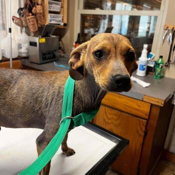 Jesse -  Miniature Dachshund Dog Available for Adoption in Stilwell, Oklahoma - Jesse | PetCurious