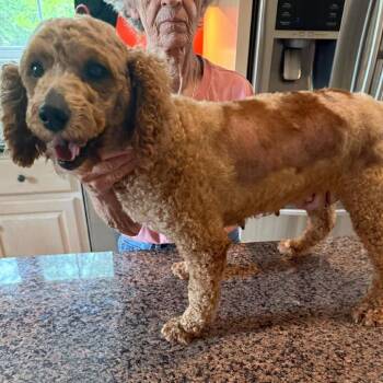 Goldie -  Poodle and Golden Retriever Dog Available for Adoption - Goldie | PetCurious