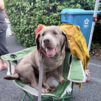 River -  Labrador Retriever Dog for Adoption in Sinking Spring, Pennsylvania - River | PetCurious