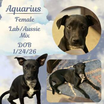 Aquarius -  Labrador Retriever and American Staffordshire Terrier Dog for Adoption in Caldwell, Texas - Aquarius | PetCurious