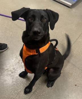 Forrest -  Weimaraner and Shepherd Dog for Adoption in Greenfield, Indiana - Forrest | PetCurious