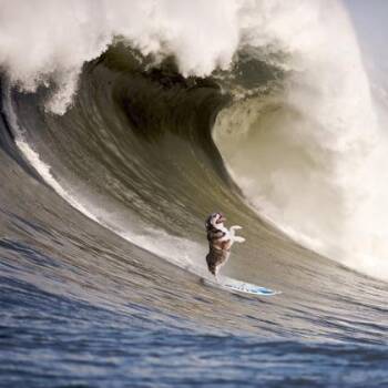 Siberian Husky and Mixed Breed Dogs Available for Adoption - John Stamos* | PetCurious