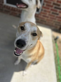 Rescue Great Pyrenees Dogs for Adoption in Dallas, Texas - Grizz (New Digs) | PetCurious