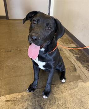 JINX - ADOPTION PENDING -  Labrador Retriever and Mixed Breed Dog for Adoption in Ontario, California - JINX - ADOPTION PENDING | PetCurious